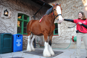 Great Clydesdale